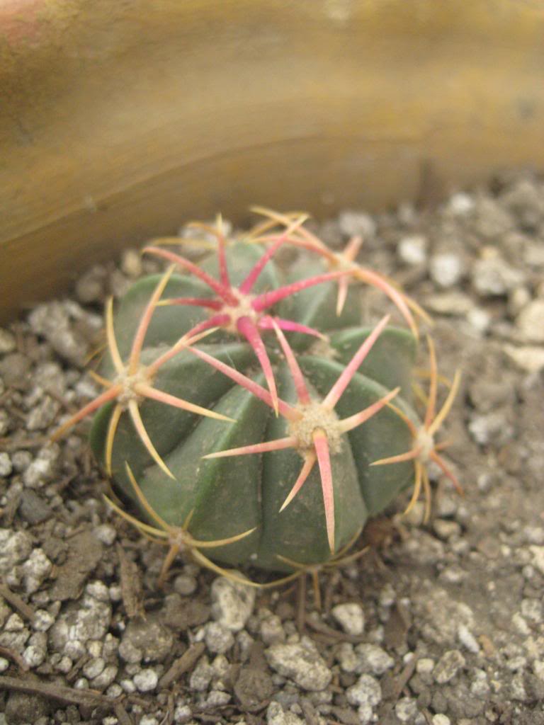Ferocactusmacrodiscus.jpg