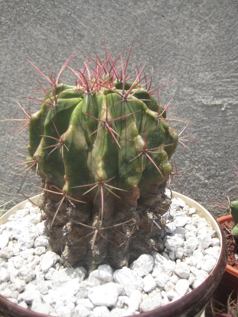 Ferocactuspilosus.jpg