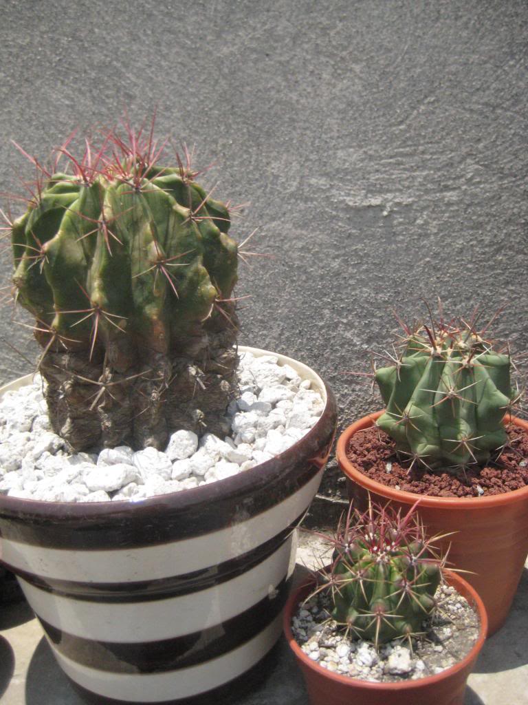 FerocactuspilosusyFerocactuscylindraceus.jpg