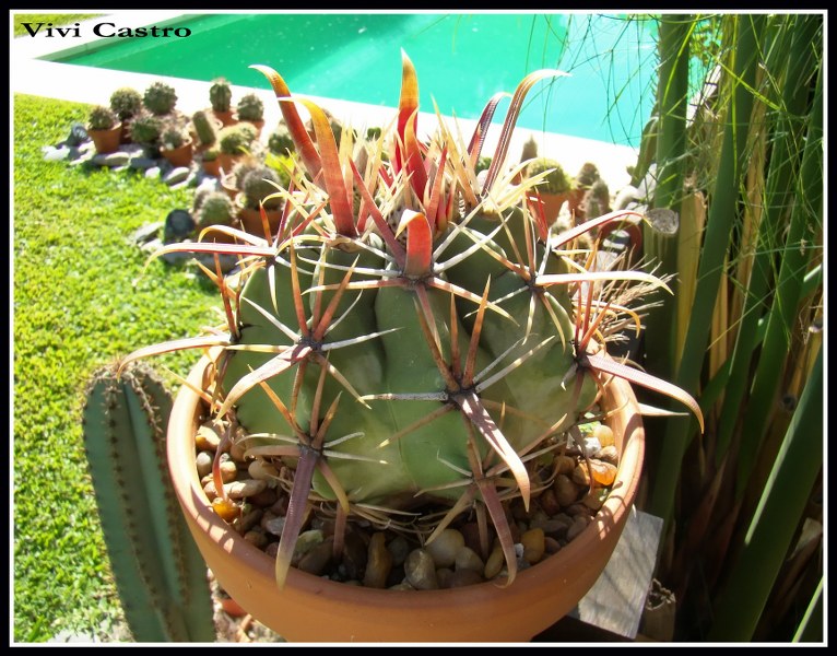 FerocactusrecurvusAlemania82010.jpg