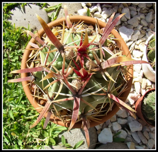 FerocactusrecurvusAlemania820103.jpg