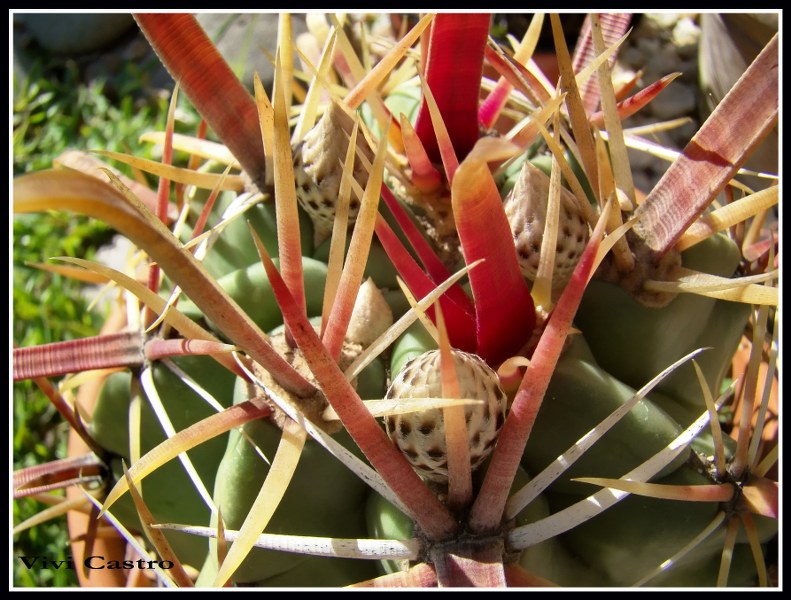 FerocactusrecurvusAlemania820105.jpg
