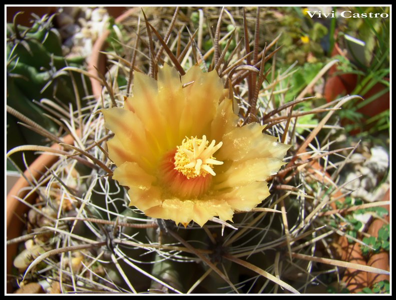 Ferocactussp.jpg