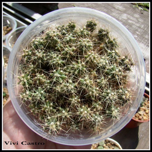 Ferocactussp22-10-2010.jpg
