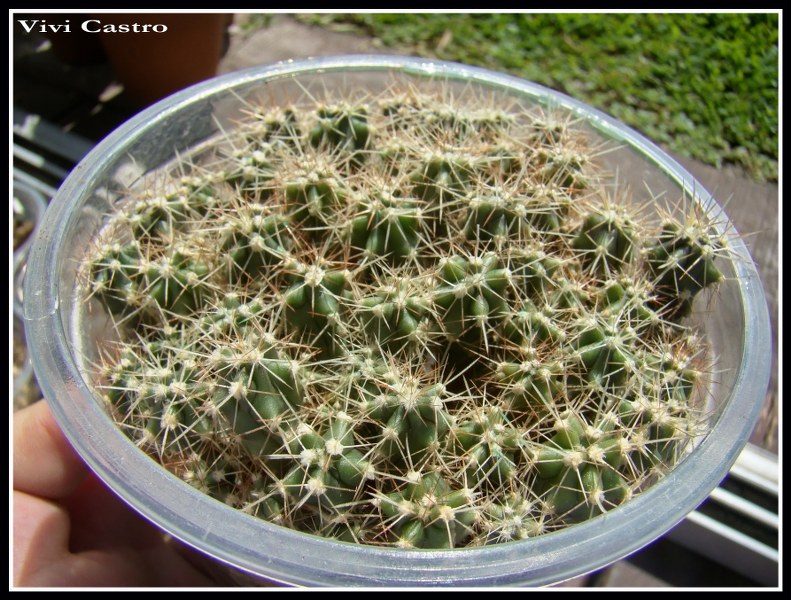 Ferocactussp22-10-20102.jpg