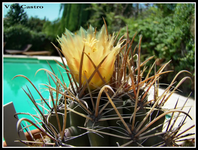 Ferocactussp3.jpg