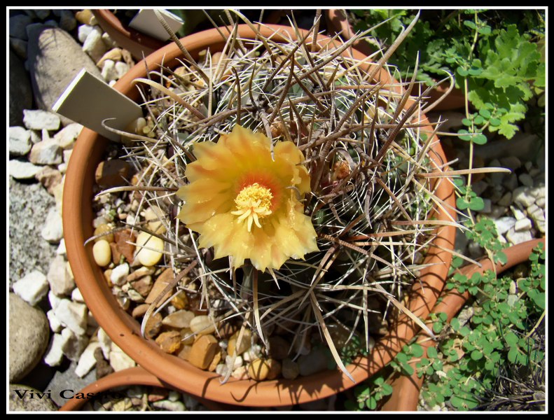 Ferocactussp4.jpg