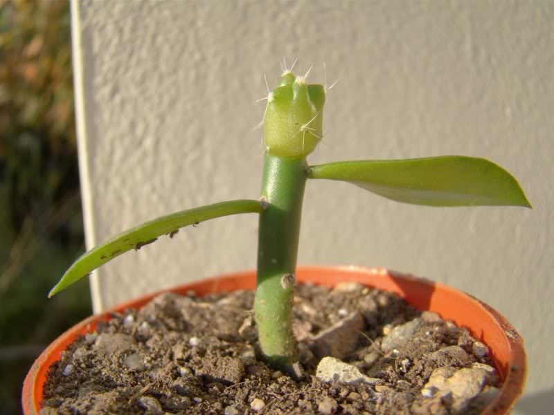 Ferocactusspsem210-inj46102_800x600.jpg
