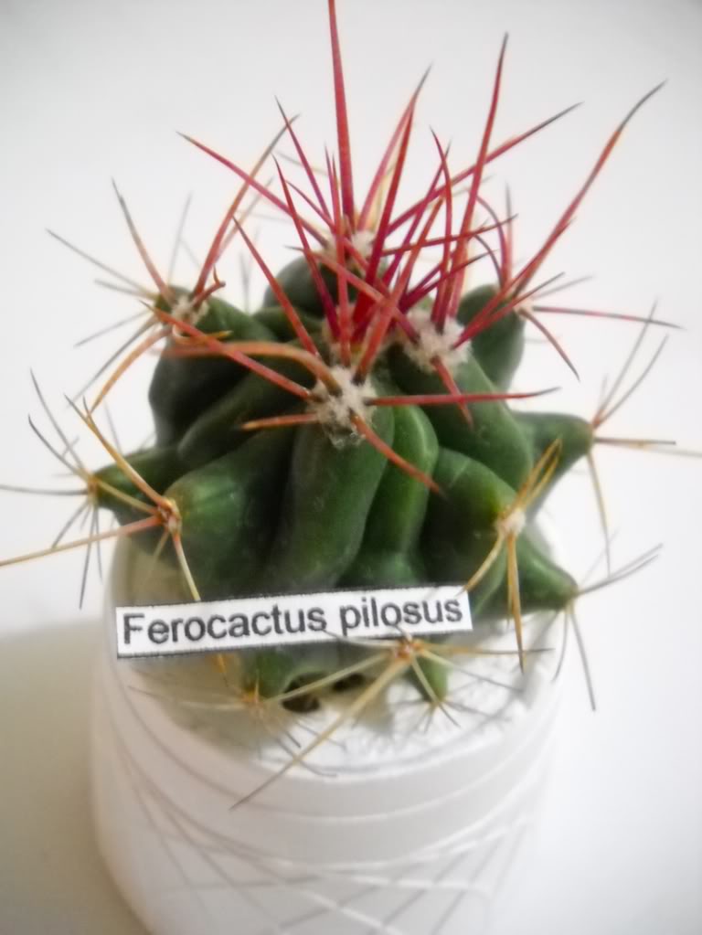 feropilosus.jpg