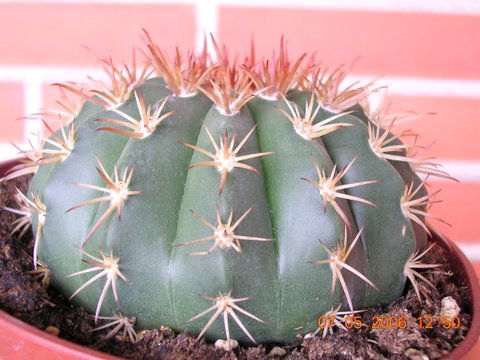 Feros%20y%20Gymnocalycium%20008.jpg