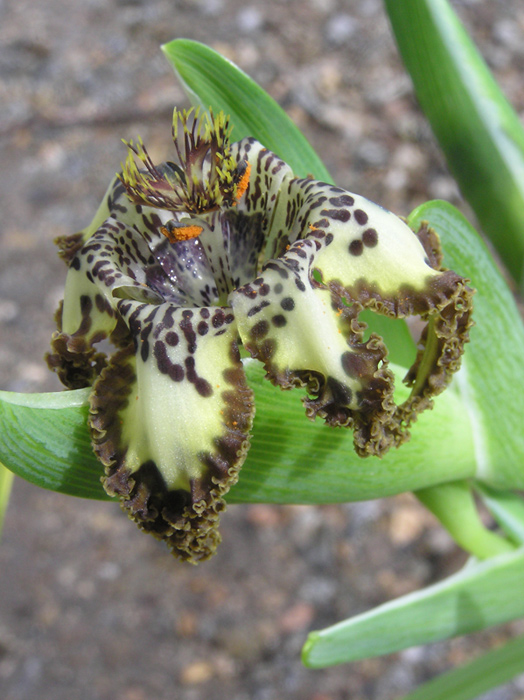 Ferraria-crispa-2.jpg