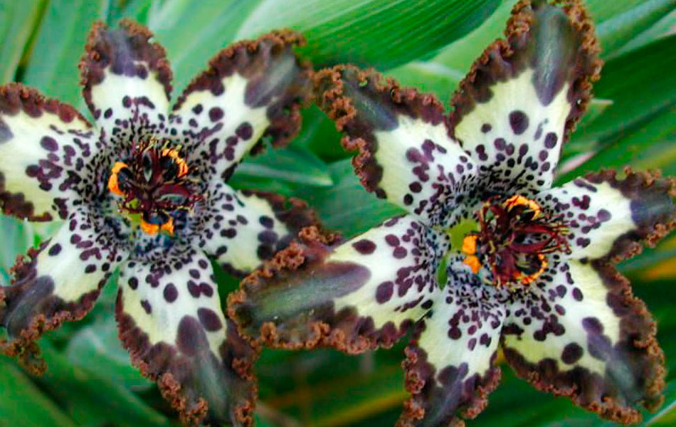Ferraria_crispa.jpg