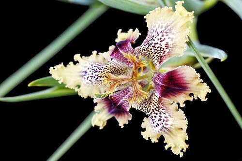 Ferraria_densepunctulata1.jpg