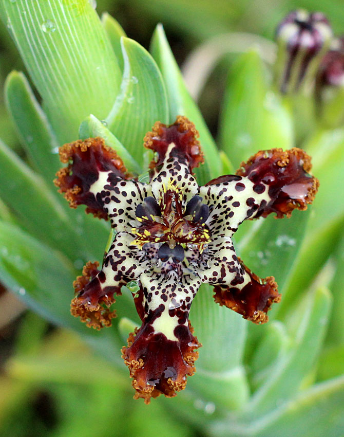 ferraria_schaefferi_01.jpg
