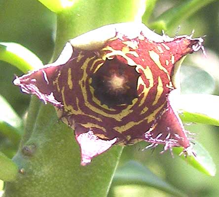ferreaindica.jpg