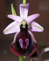 ferrum_equinum.jpg