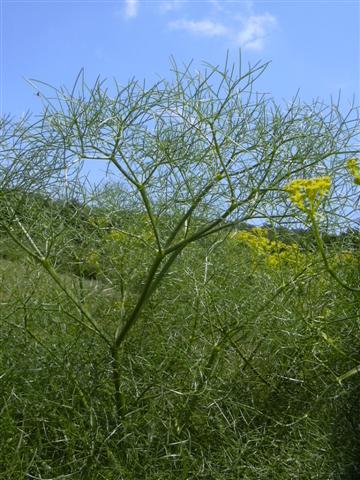 Ferula%20communis%20%2817%29%20%28Small%29.JPG