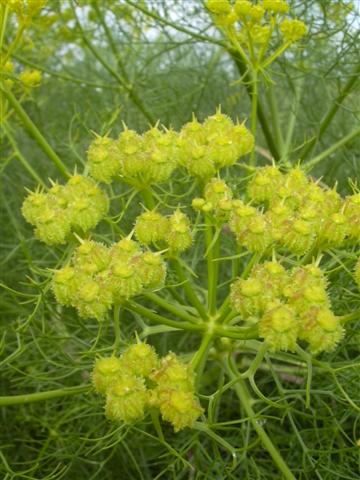 Ferula%20communis%20%289%29%20%28Small%29.JPG