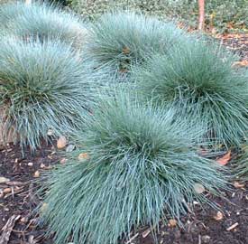 festuca-glauca.jpg