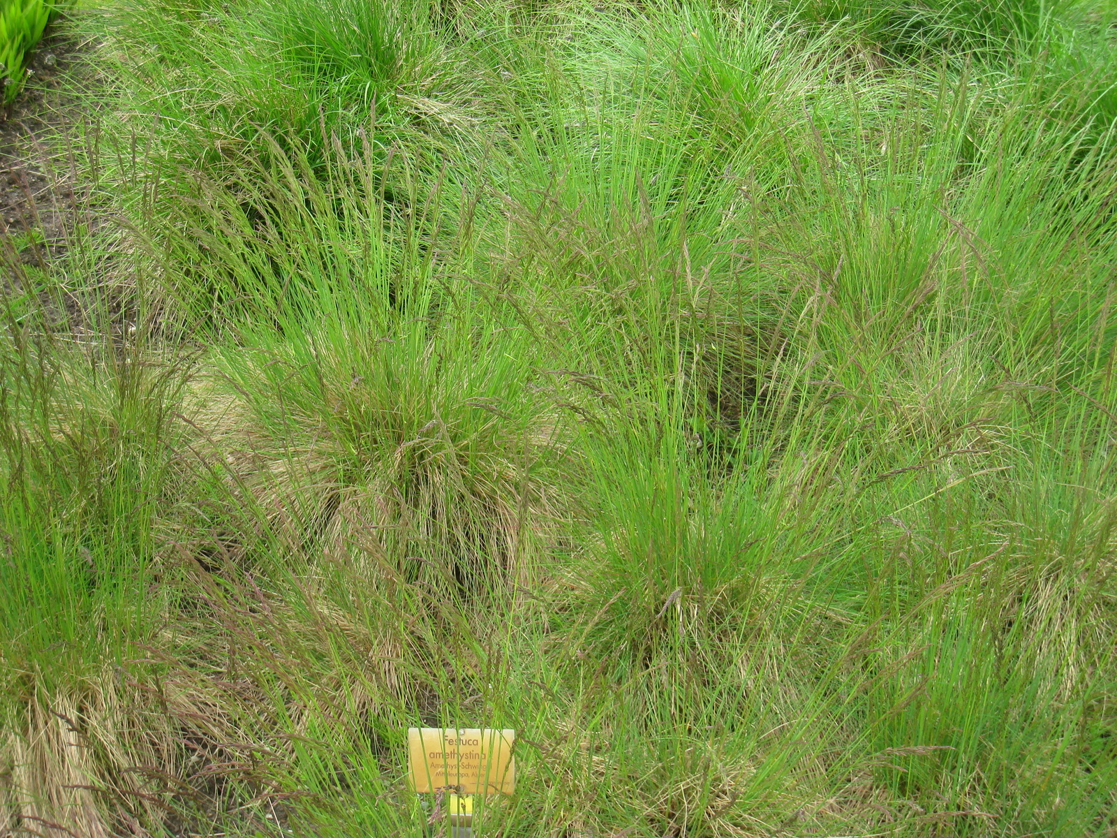 Festuca_amethystina_-_Berlin_Botanical_Garden_-_IMG_8537.JPG