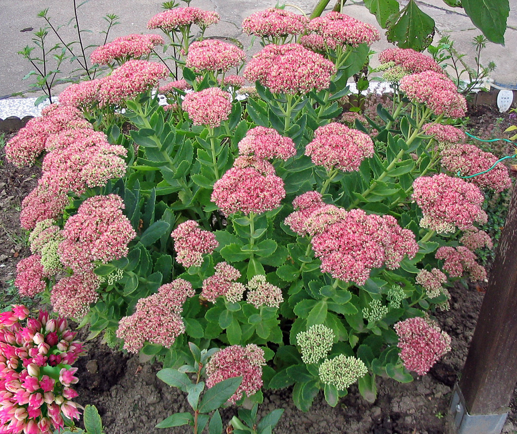 Fetthenne_Sedum_spectabile.jpg