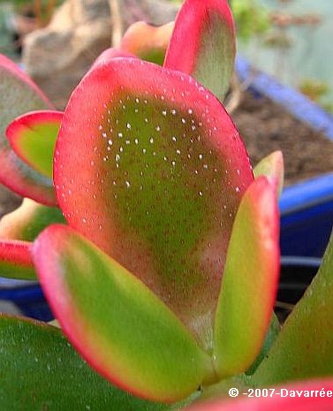 feuille_crassula_points_blanc.jpg