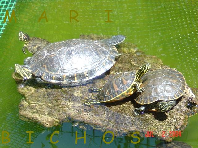 ff3f02e331501cb7c086cd2af771198eo.jpg