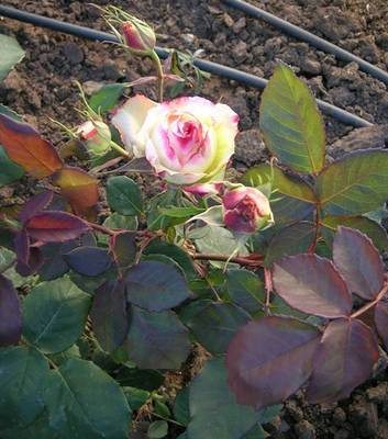 FH_16-11-06.jpg