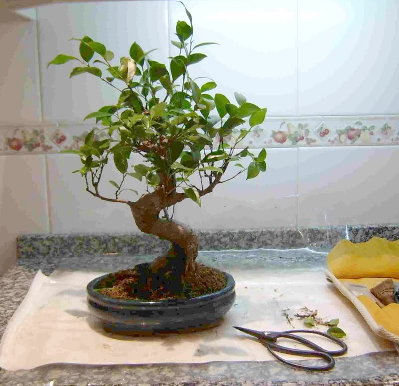 ficus-1.jpg