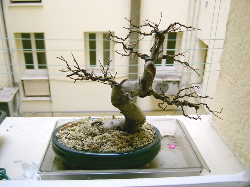 ficus-2.jpg
