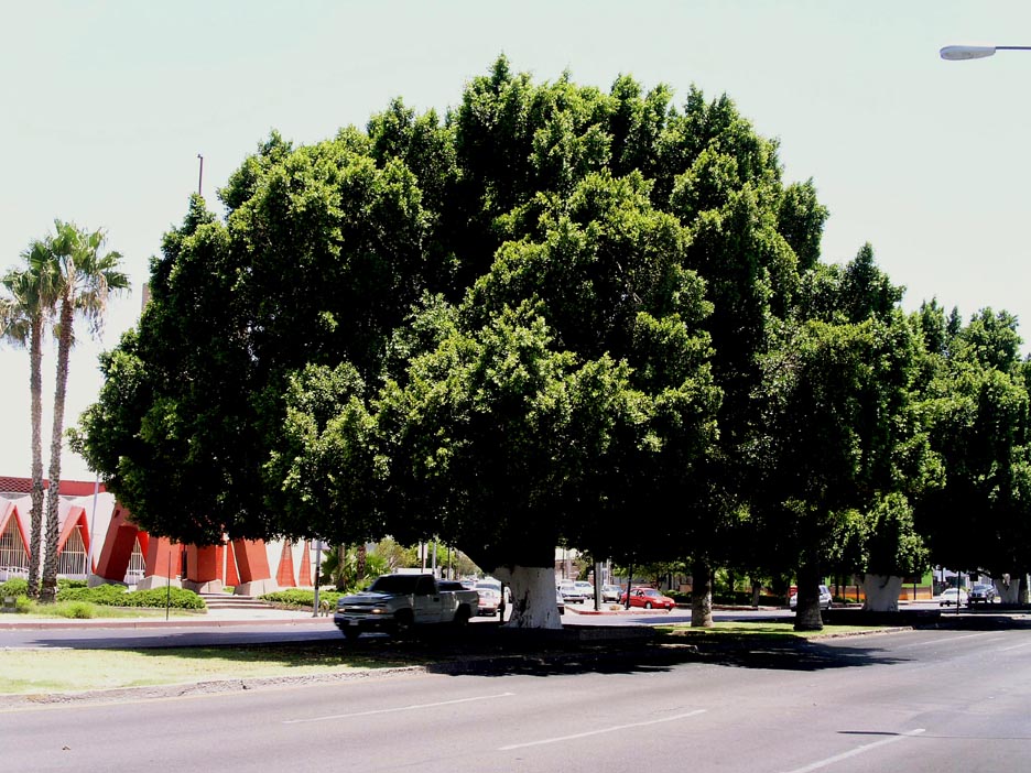 Ficus%20microcarpa%20nitida%20Hermosillo.jpg