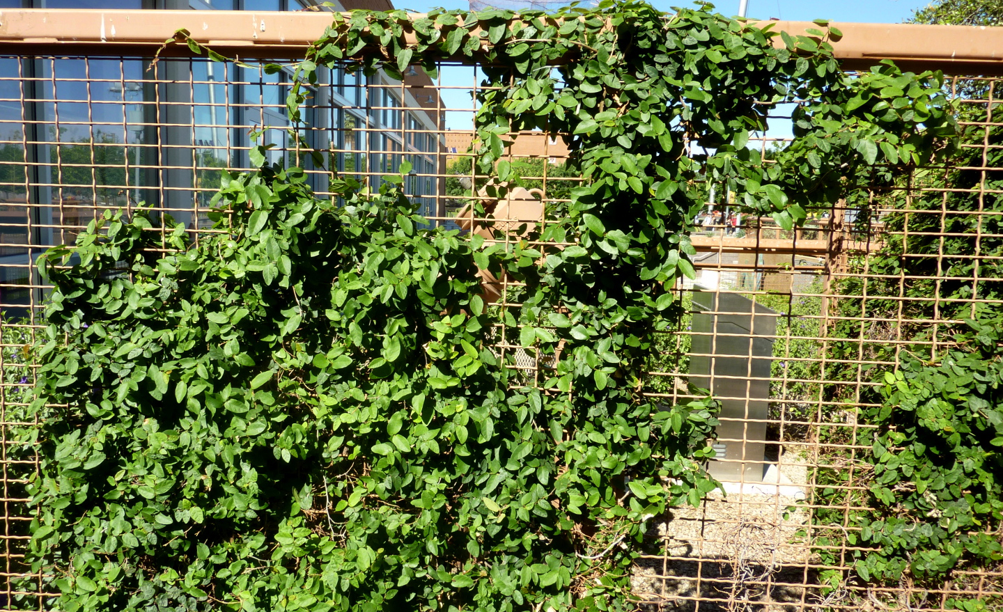 Ficus%20pumila%20fence%20cover.JPG