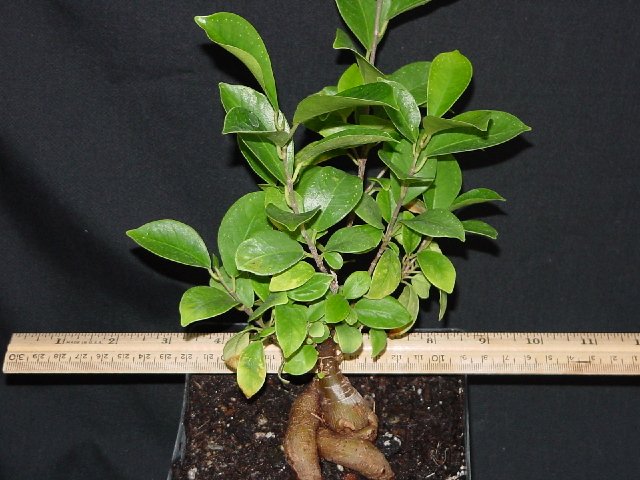 Ficus%20retusa.jpg