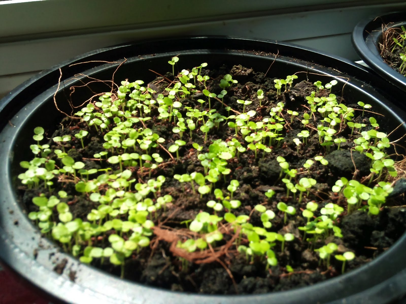 Ficus%2Bbenghalensis%2Bseedlings.jpg