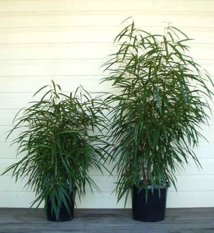 ficus-alii-petite-large.jpg