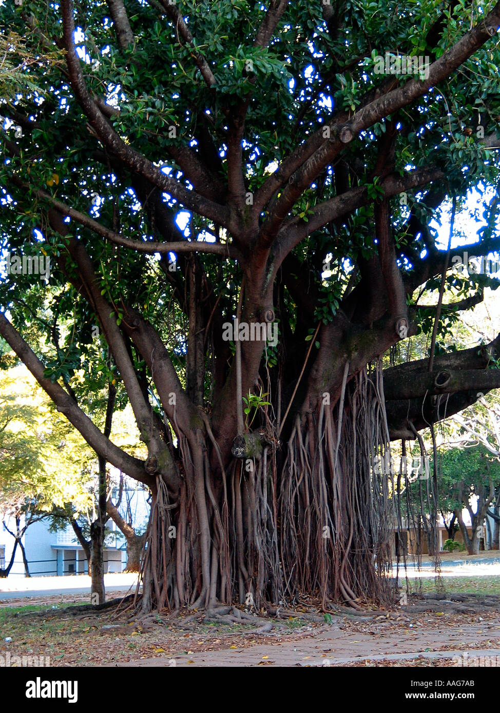 ficus-americana-tree-aag7ab.jpg