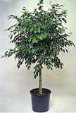 Ficus-benjamina-1.jpg