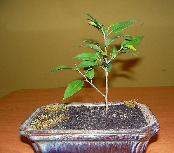 ficus benjamina.JPG