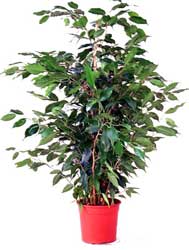 ficus-benjamina.jpg