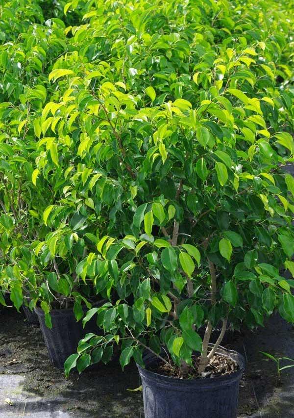 Ficus-Benjamina.jpg
