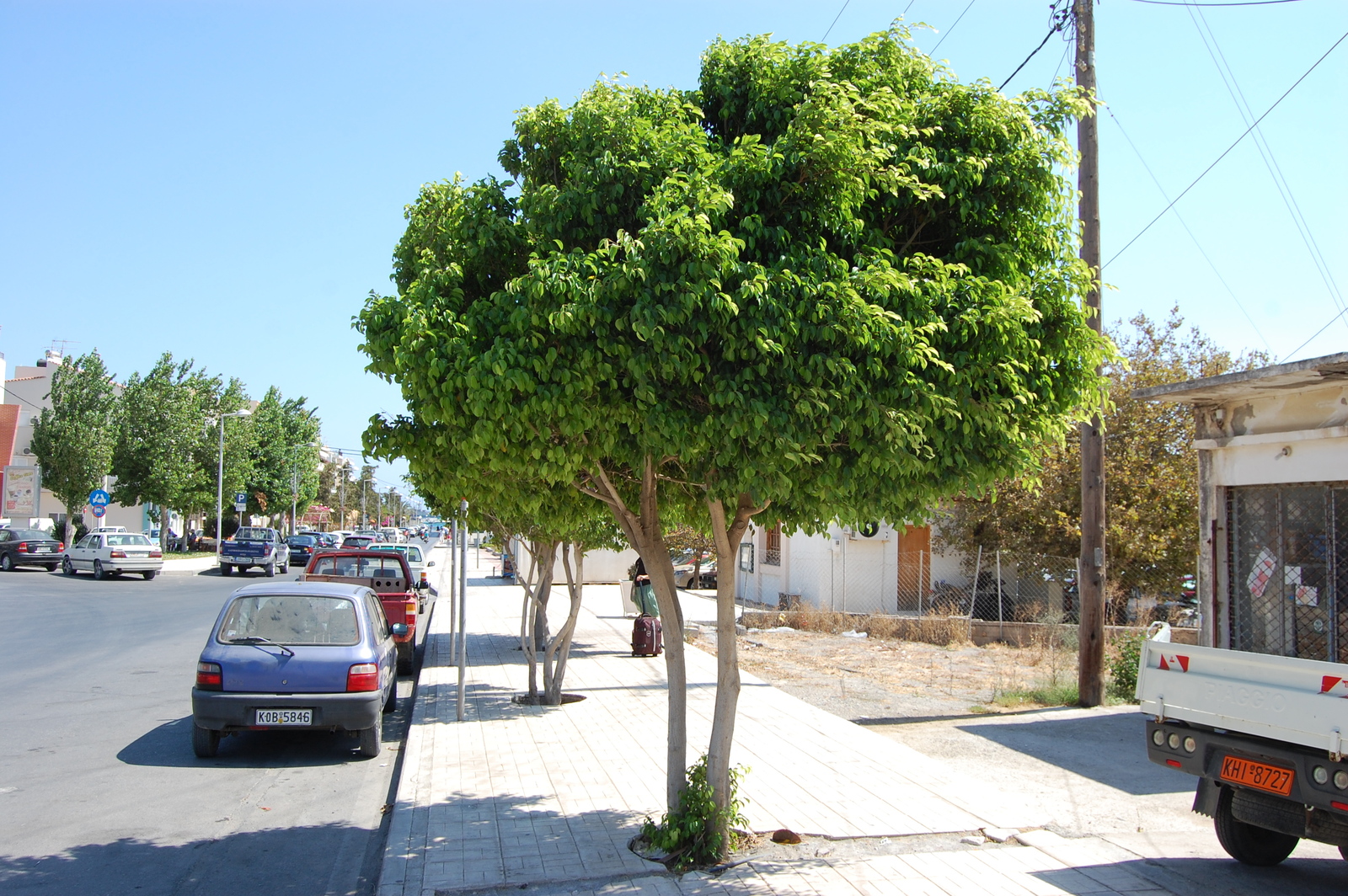 ficus-benjamina.jpg