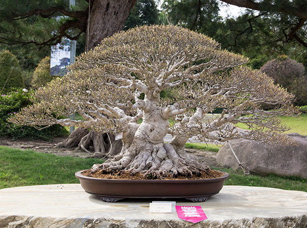 ficus-bonsai-tree-taiwan_grande.jpg