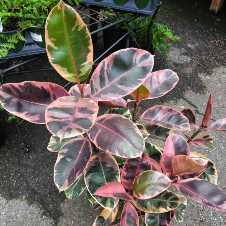 ficus-elastica-ruby.jpe
