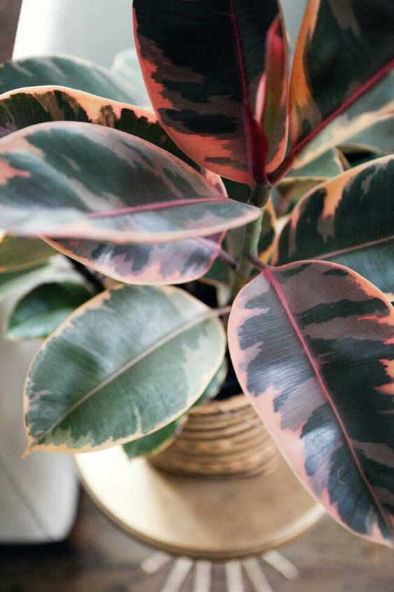 ficus-elastica-ruby.jpg