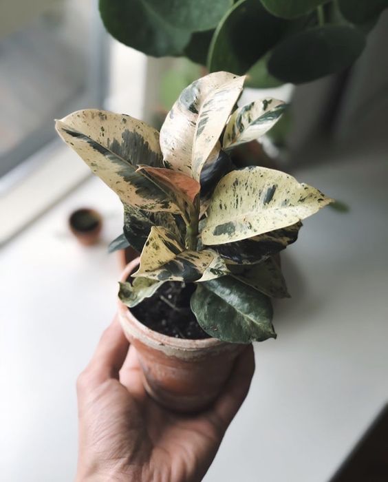 ficus-elastica-Shivereana.jpg