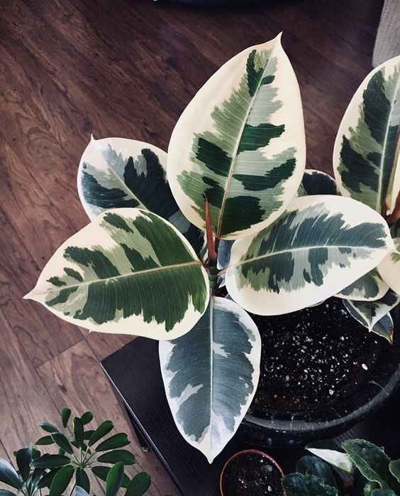 ficus-elastica-teneke.jpg