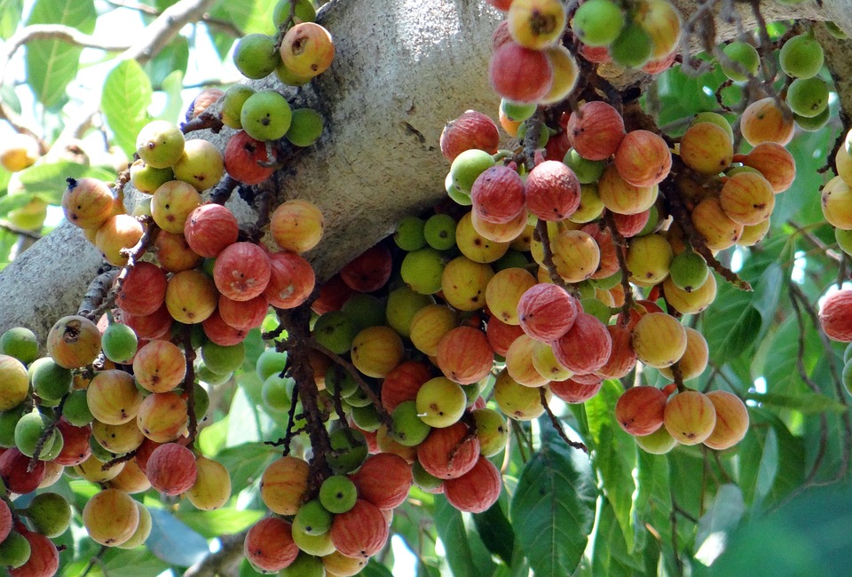 ficus-glomerata-300560_960_720.jpg