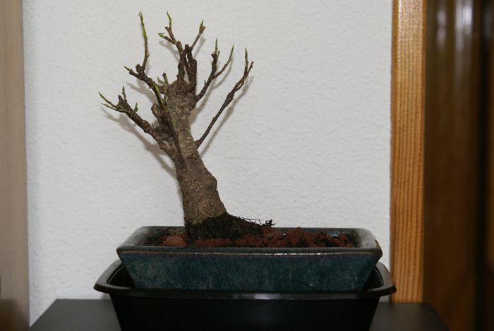 ficus.jpg