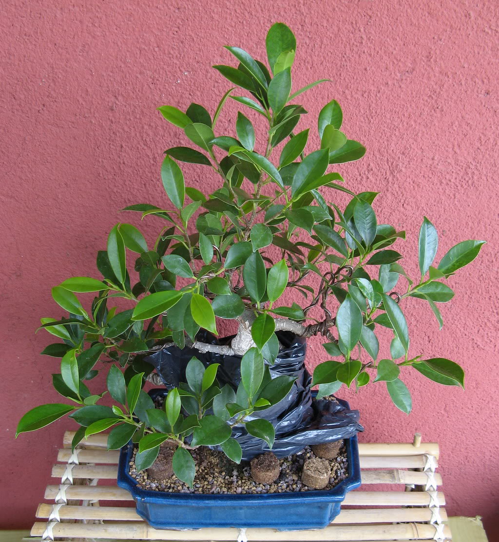 ficus.jpg
