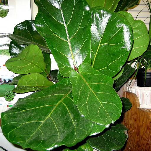 Ficus+lyrata.JPG